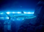 A shark at the Dubai Aquarium A shark at the Dubai Aquarium